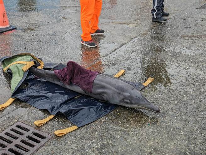 小海豚疑是為了追逐魚群，不慎太靠近岸邊，同族群的成年海豚為了帶小海豚回來，也一起擱淺。（張志康攝）