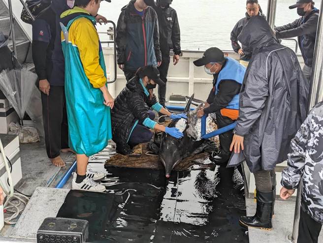 經過鯨豚協會檢查後，下午將4隻鯨豚送上鉅隆號及北洋號，進行野放作業（張志康攝）