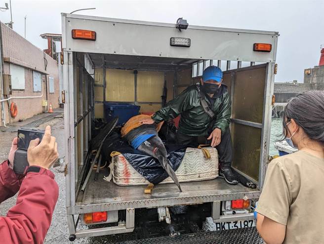 經專家檢視4隻海豚健康狀態與活力都非常好，下午由鉅隆號直接載出外海野放。（張志康攝）