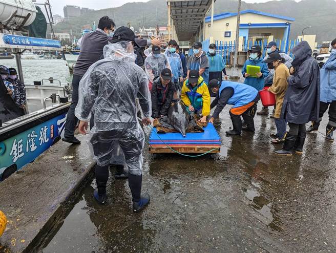 新北市石門海域出現4隻海豚擱淺事件，經檢查確認牠們健康狀況無虞，相關單位運載基隆野放。（張志康攝）