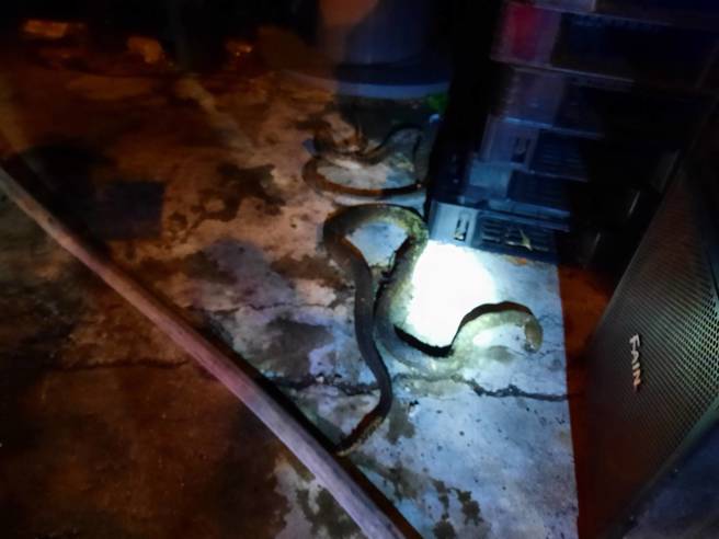 吓到了！苗栗仓库大火，惊见2条2米大蛇成「现流清蒸蛇肉」。(民眾提供)