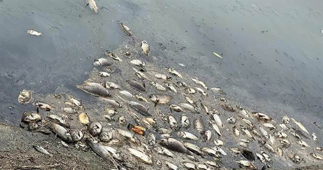 彰化和美番雅溝橋下出現大量魚屍，景象讓人怵目驚心。（賴清美提供／吳敏菁彰化傳真）