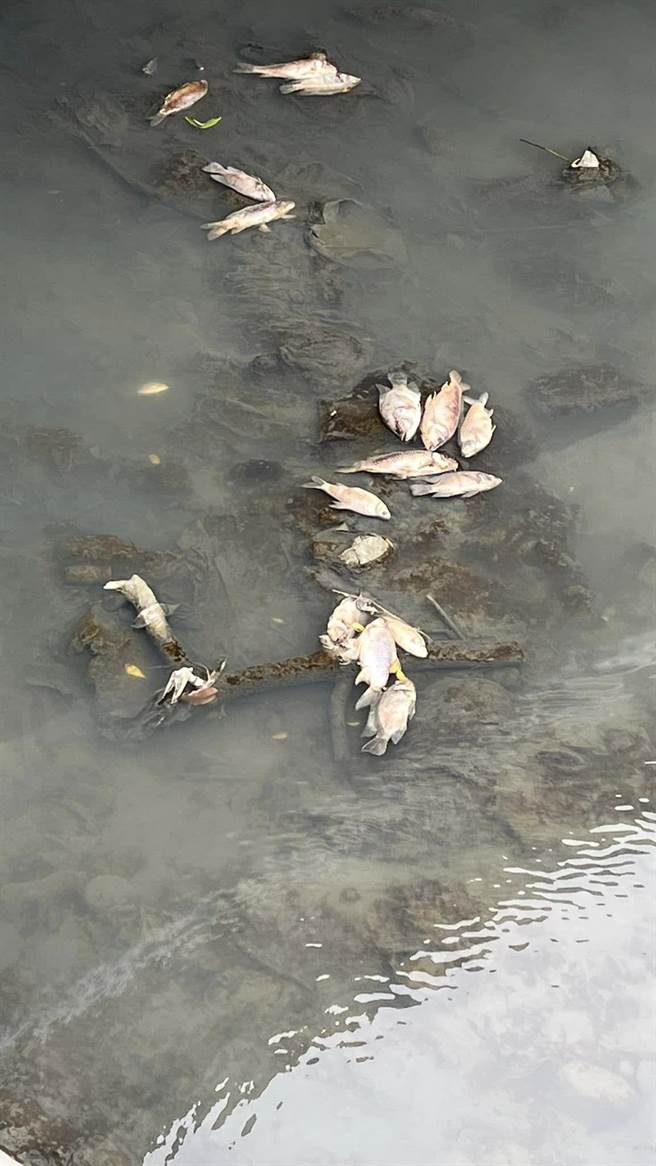 彰化和美番雅溝橋下出現大量魚屍，景象讓人怵目驚心。（賴清美提供／吳敏菁彰化傳真）