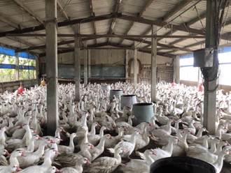 嘉義5687隻鴨鵝染禽流感遭撲殺 鄰近百禽場有高度風險