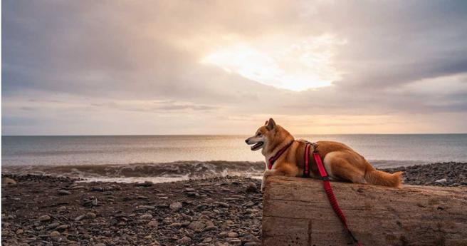 「小米」如今游歷超过700个景点，而郭光文带「犬女」旅游时总会谨记饲主责任，繫紧牵绳避免暴衝，也展现对其他游客的尊重。（图／翻摄脸书「Travel of Rice 小米游记」