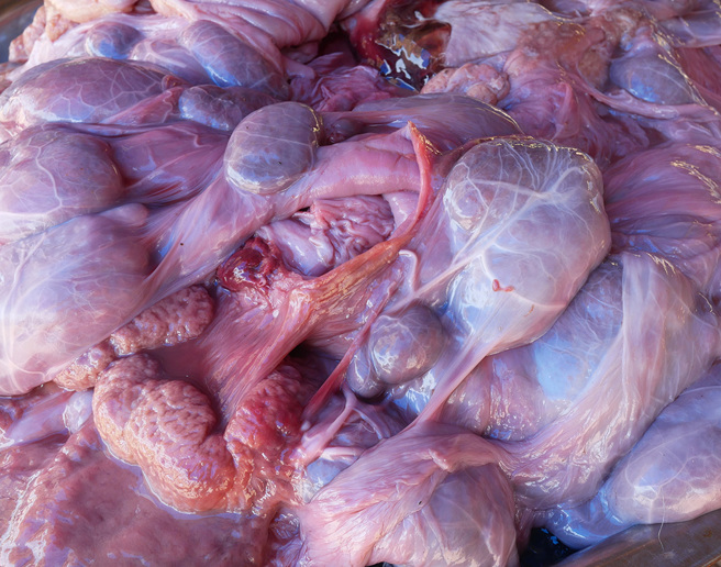 鲸豚科学家出海时打捞到新鲜的胎盘，意味着当地有新生的鲸豚宝宝。（示意图／达志影像）