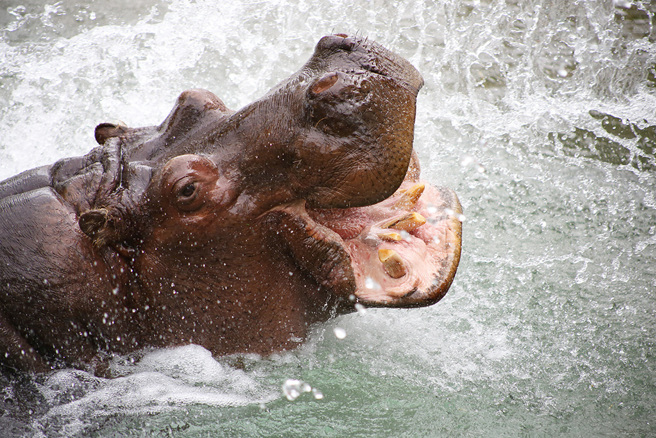 烏干達一名2歲男童近日在湖邊遊玩時，突然遭河馬生吞後吐出，奇蹟逃過死劫。（示意圖／達志影像）