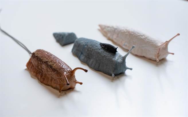 剧组制作不同材质的蛞蝓道具。（吴松翰摄）