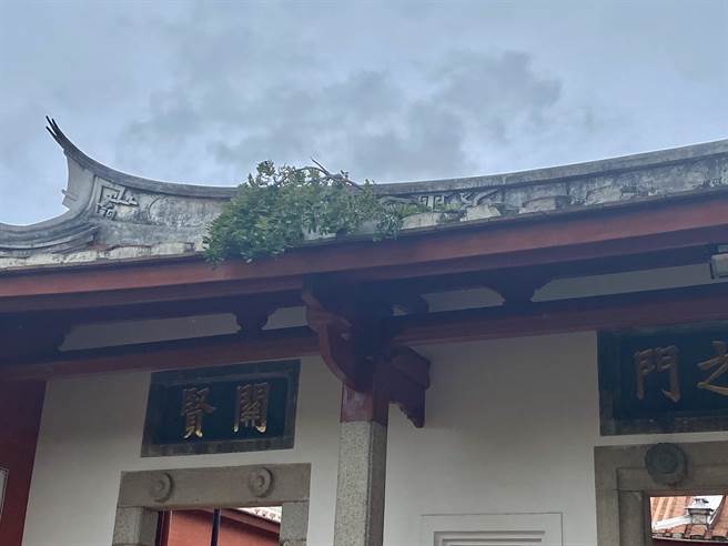 国定古蹟台南孔庙明伦堂上午发生雨豆树的树枝断掉，刚好砸中屋瓦。(曹婷婷摄)