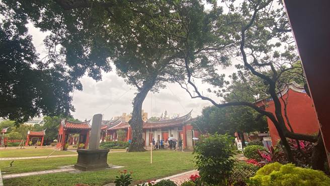 孔庙老树眾多，图中雨豆树就位于明伦堂前方。(曹婷婷摄)