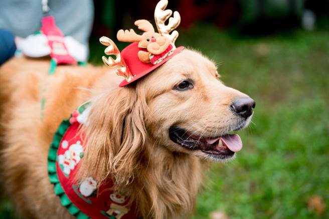 動保處歡迎飼主帶家中寵物到場同樂。（動保處提供）