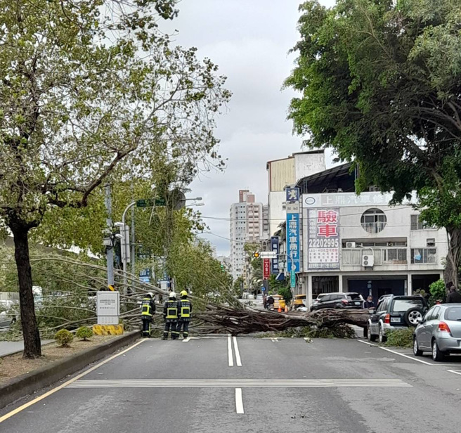 寒流台中刮强风！3楼高路树突倒塌击中休旅车，女驾驶吓呆。(张妍溱/翻摄)