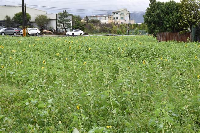 公館鄉農會重新打造公館穿龍驛站17日揭牌開幕，農會並給合福菜花海節登場。（謝明俊攝）