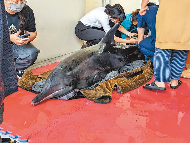 在海保署、海巡署、新北市動保處、中華鯨豚協會、基隆市海洋及農漁發展科及鉅隆船隊等協力下，16日上午發現的4隻擱淺糙齒海豚，下午緊急由八斗子出海野放。（張志康攝）