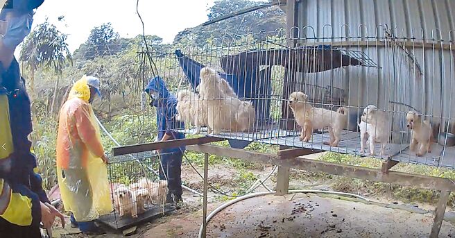 桃園市動物保護處查獲蘆竹山區一處疑似非法養殖場，查獲品種犬38隻，現場屎尿遍地，惡臭四溢，環境相當糟糕。（翻攝照片／賴佑維桃園傳真）