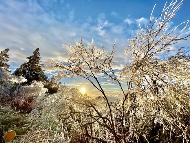 宜兰县太平山国家森林游乐区今（18日）清晨最低温摄氏零下5度，虽未下雪，但结满雾淞，变身为银白世界。（罗东林管处提供／吴佩蓉宜兰传真）