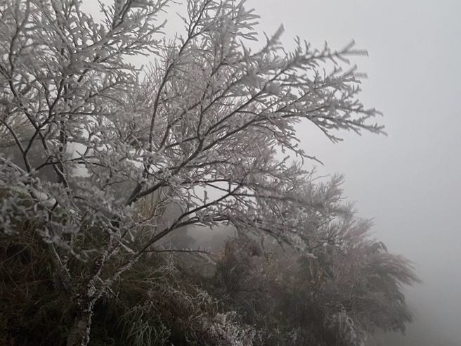 太平山目前气温-3至-5度间，出现美丽的雾凇景象。(翻摄自太平山国家森林游乐区FB)