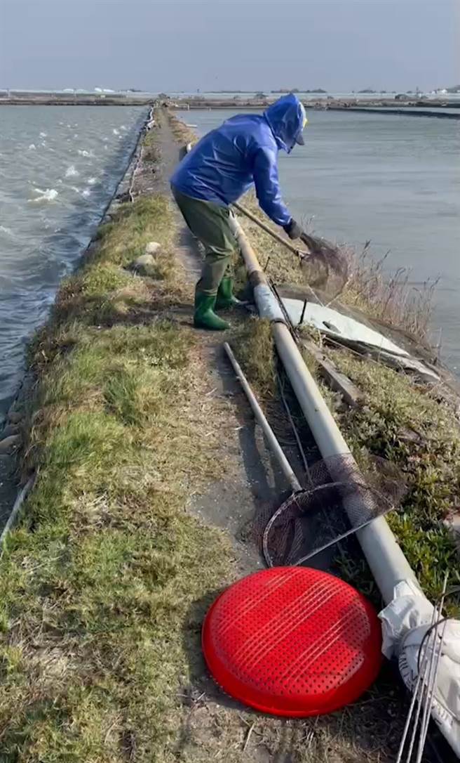 另外文蛤通常與虱目魚共養，這兩天漁民先將虱目魚等撈到有保溫較深的水池，避免魚凍死，減少寒害帶來的災損。(楊福錦提供／吳建輝彰化傳真)