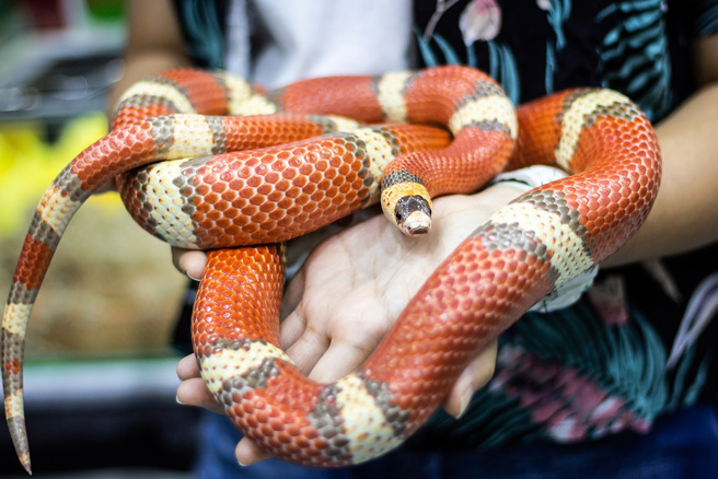 大陆男子连续2日高烧不退，竟突发奇想，拿宠物蛇敷在额头上降温。(示意图/达志影像)