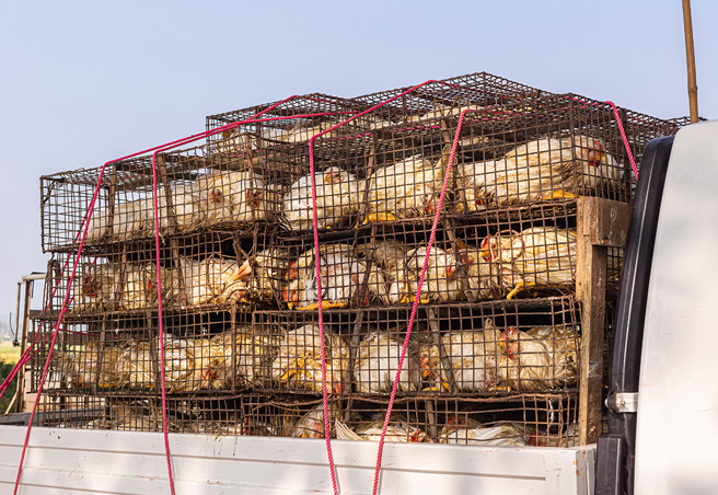 一只白鸡从货车上一跃而下后，随即被后方车辆乘客丢进车内劫走。（示意图／达志影像）