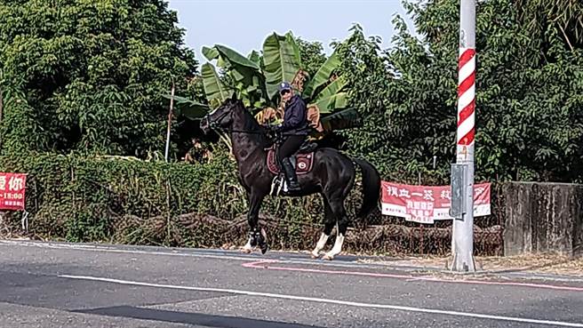 一匹黑马闹脾气，与马主在高雄市阿莲区大岗山山脚下上演一场僵持戏码。 （民眾提供／林瑞益高雄传真）