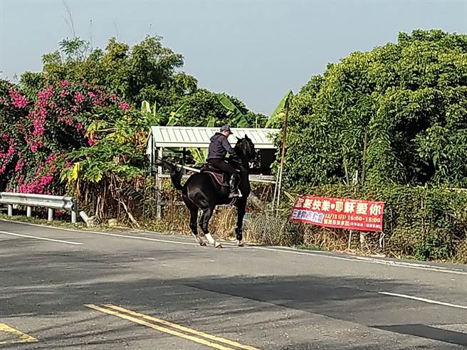 这匹黑马耍性子，任凭马主好话说尽，黑马就是不为所动。（民眾提供／林瑞益高雄传真）