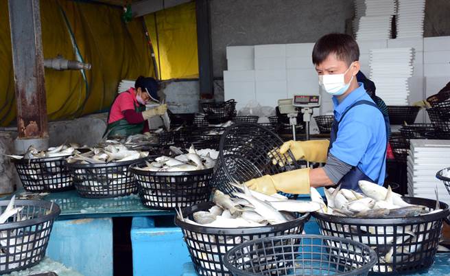 面对大陆午仔鱼禁销令，农委会与屏县府至产区视察，并祭出因应措施。(林和生摄)
