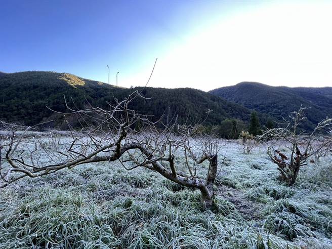 武陵农场出现霜景，宛如置身童话世界般梦幻。（武陵农场提供／陈淑娥台中传真）