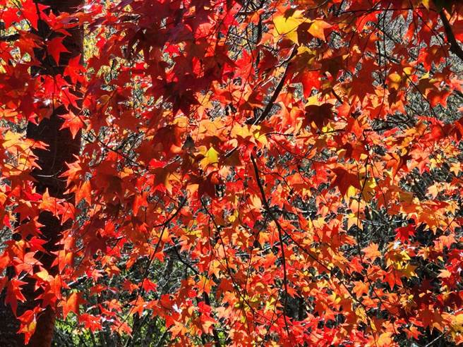 寒流带来意外惊喜，武陵农场枫叶纷转红，超级浪漫。（武陵农场提供／陈淑娥台中传真）