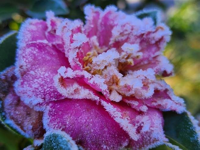 武陵农场出现霜景，花朵宛如翻糖艺术般梦幻。（武陵农场提供／陈淑娥台中传真）