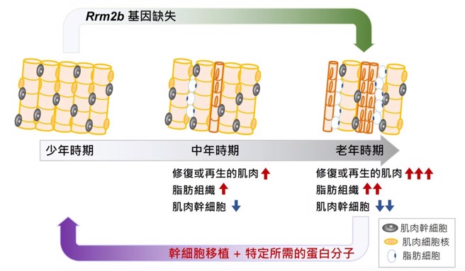 北医大研究发现，老人肌少症与某种基因有关。（北医大提供）