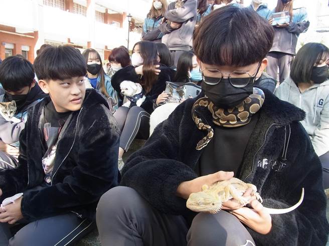 云林县大成商工「生命教育」学生带着宠物去上课，球蟒当围巾成焦点。（张朝欣摄）