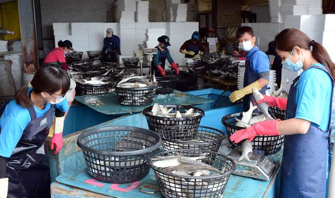 面对午仔鱼禁令，政府祭出因应方案，但是否稳住鱼价，渔民仍在观察。(林和生摄)