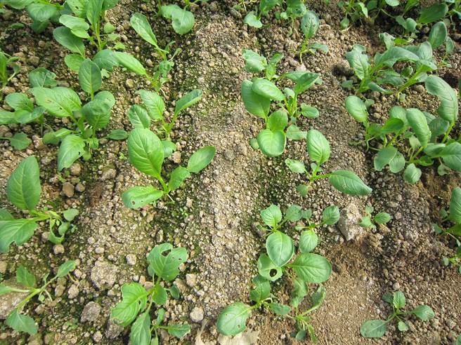 土壤保育研究室提醒，若施肥不当，可能造成土壤盐害问题，抑制作物生长。（桃园区农改场提供／蔡明亘桃园传真）