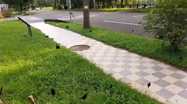 暨大透過校內環境教育課程的引導，於日池種植許多蜜源食草植物，吸引大量蝴蝶棲息。(照片/暨南大學提供)