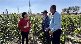 乾旱無雨玉米預估產量減4成  台南農民盼獲災害救助