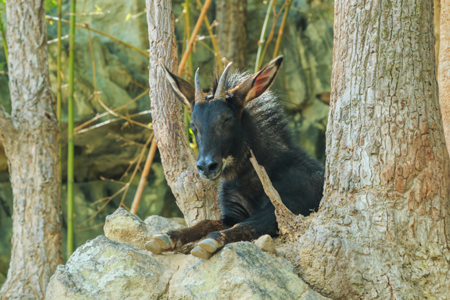 大陸湖北近日出現「四不像」中華鬣羚，牠擁有像馬的鬃毛，而耳朵又似驢，模樣非常奇特。(示意圖/達志影像)