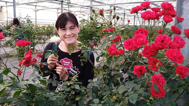「曙光玫瑰庄园」有机栽培数百种新鲜玫瑰花，5公顷面积採有机栽培。（读者提供∕吕妍庭嘉义传真）