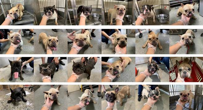 此案目前开放24犬只认养，截至今日仅9只认养出去，认养状况不太理想。（动保处提供／蔡明亘桃园传真）