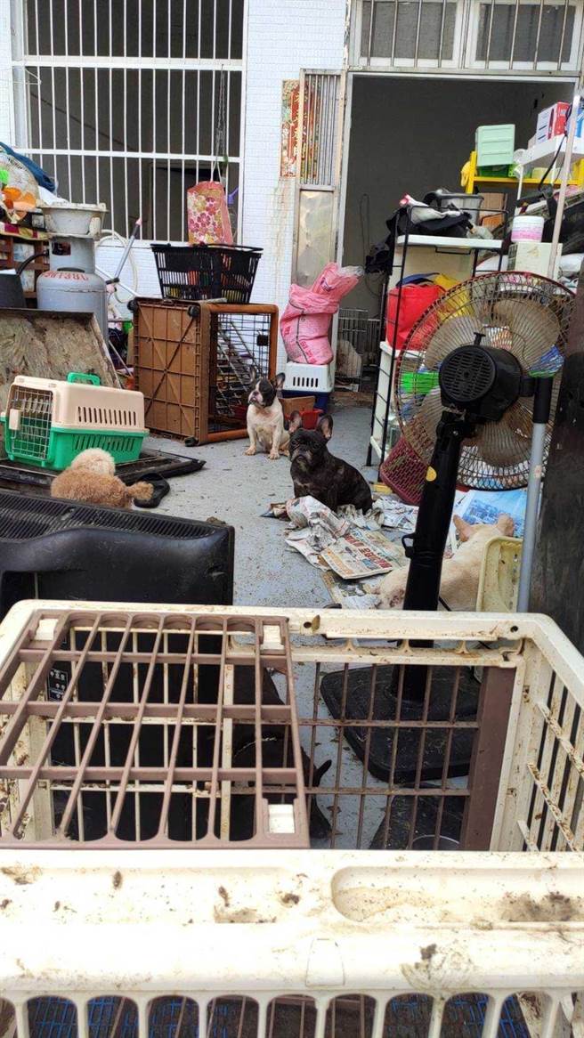 动保处今年8月查获平镇一处疑似非法繁殖场，没入48只品种犬，治疗后安置到新屋动保园区照护。（动保处提供／蔡明亘桃园传真）