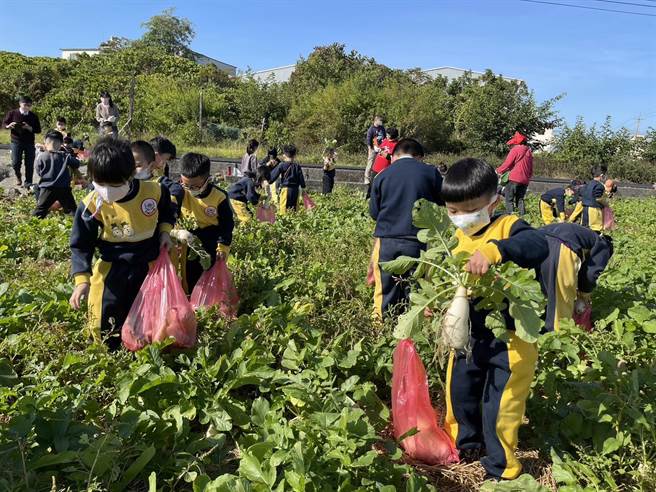 草屯镇幼儿园学童在萝卜田中寻觅，拔起一个个白玉萝卜，觉得新奇有趣。（杨静茹摄）