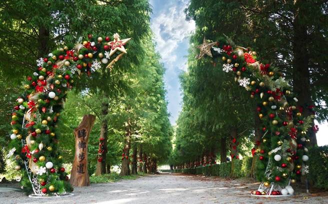 彰化成美文化园内号称全台最美的落羽松步道，也刮起圣诞节旋风，上百棵落羽松形成的圣诞树大道。(成美园提供／吴建辉彰化传真)