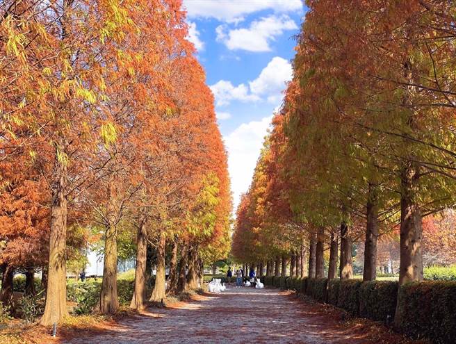  成美文化园落羽松季即日起到明年2月28日止。(成美园提供／吴建辉彰化传真)