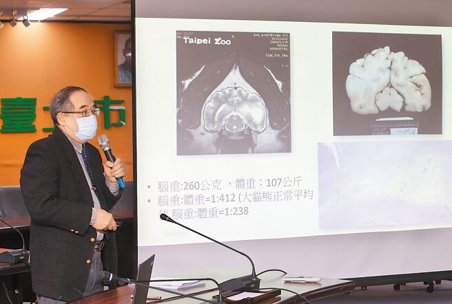 大猫熊「团团」日前因病过世，台北市立动物园19日由负责病理解剖台大兽医专业学院刘振轩（见图）公布病理解剖报告，确认团团大脑罹患「肥胖细胞型星形胶质细胞瘤」，为一种原发性脑瘤，也是造成癫痫的原因。（陈怡诚摄）