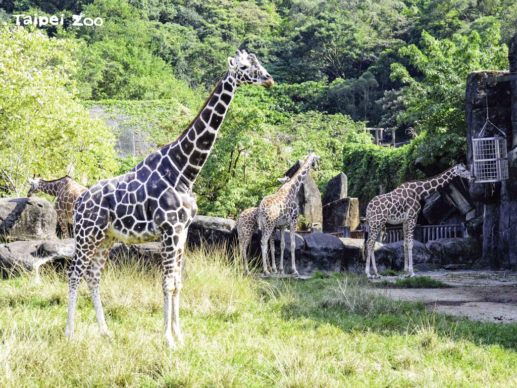 「菊忠」（前）1999年1月15日誕生於臺北市立動物園，享年23歲11個月。(臺北市立動物園提供)

