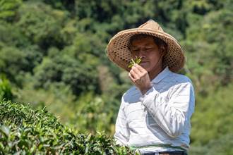 新北好茶躍世界舞台 茶農獲國際四大獎項