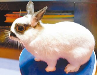 新北迎兔年 全國首創寵物兔納管登記