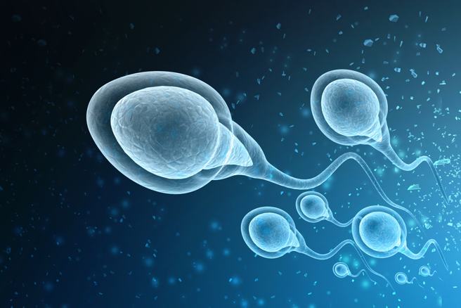 精子品质与生活习惯息息相关，作息不佳的人，精虫易受伤。（示意图／Shutterstock）