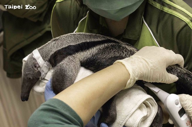 大食蟻獸寶寶在出生2日後死亡。(臺北市立動物園提供)
