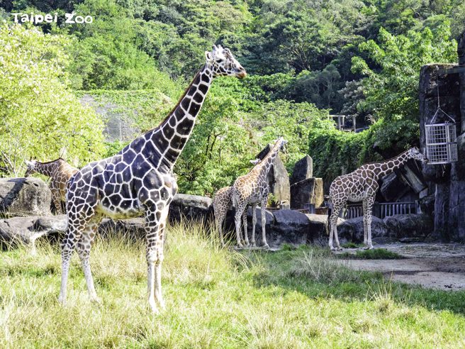 「菊忠」（前）1999年1月15日誕生於臺北市立動物園，享年23歲11個月。(臺北市立動物園提供)

